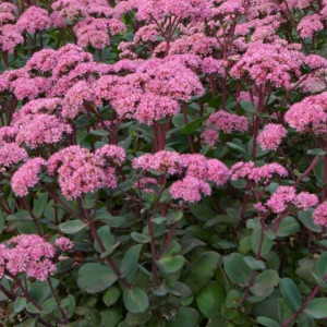 Саженцы Очиток (седум) телефиум Матрона