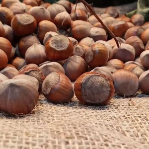 Саженцы Фундук Барселонский