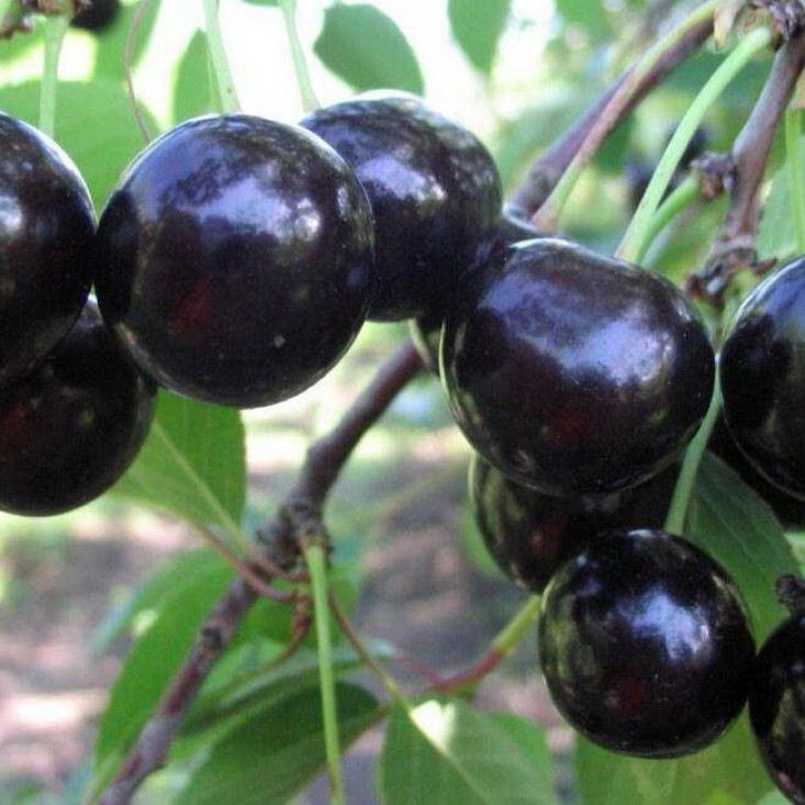 Комплект 5шт / Черевишня Черный принц - отличный выбор для вашего сада Комплект 5шт / Черевишня Черный принц - отличный выбор для вашего сада