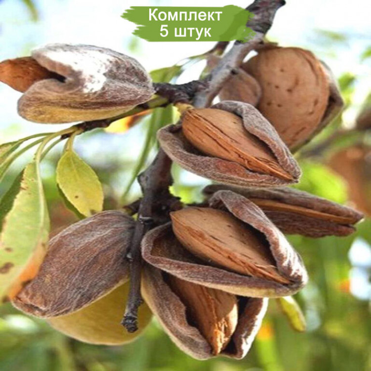 Комплект 5шт / Миндаль Редкость – высокое качество и вкус Комплект 5шт / Миндаль Редкость – высокое качество и вкус