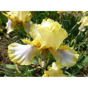 Саженцы Ирис Херитидж Лейс (Heritage Lace)